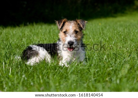 Wire-Haired Fox Terrier Dog, Pup laying on Lawn      Royalty-Free Stock Photo #1618140454
