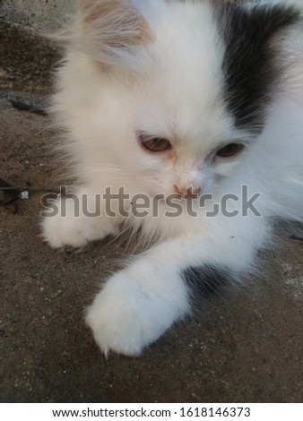 White Persian cat is a very good type