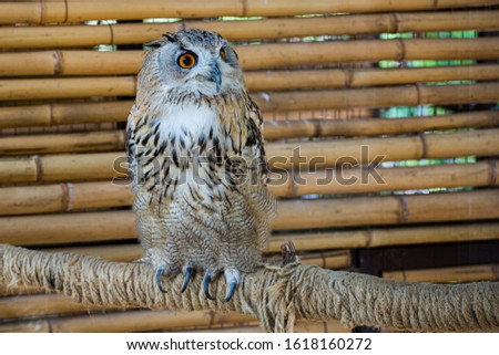 Cute owl on branch on background of wooden background. Portrait of wild bird of prey - owl.