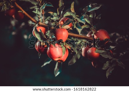 Original night shot of apple-trees branch full of ripe red apples Royalty-Free Stock Photo #1618162822