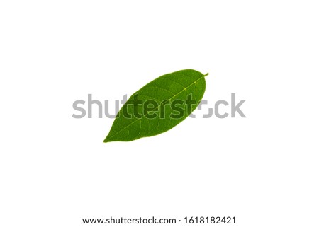 Fresh green leaves isolated on white background.