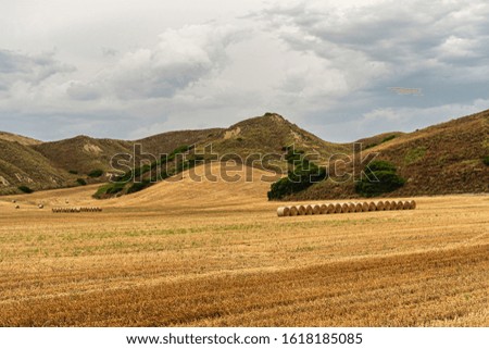 Rural landscape near Bernalda, Matera, Basilicata, Italy, at summer.