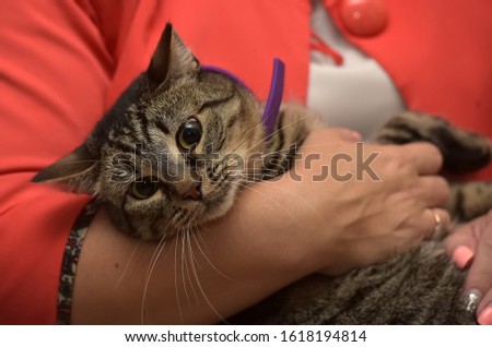 Tabby cat on the human hands