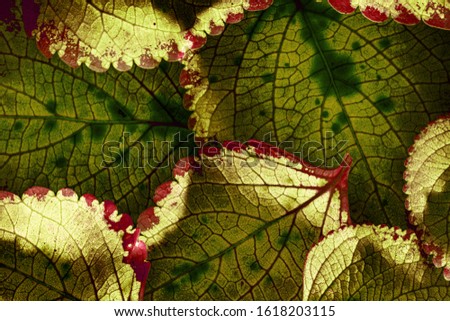 red leaves in the detail - macro picture