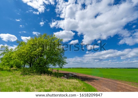 Spring photography, local road, cereal seedlings in a green joyful field, grain used for food, for example, wheat, oats or corn. blue sky in white fluffy clouds