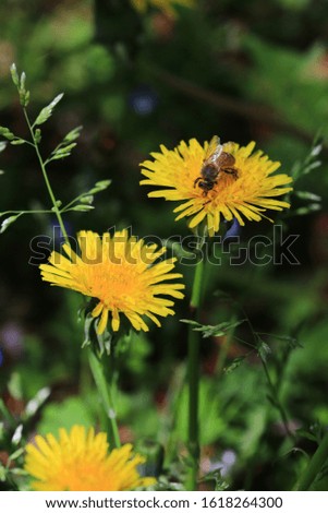 Yellow dandelions are blooming through the grass. And a bee is sitting. Out Focus picture.