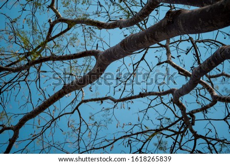 Blurred branch tree in forest on blue sky background, down view on autumn season