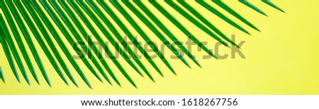 Banner with Tropical Background Palm Trees Branches. Holiday. Travel. Copy space