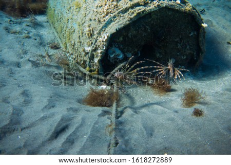 Lionfish (Pterois) in the coral reefs of egypts read sea close to Marsa Alam