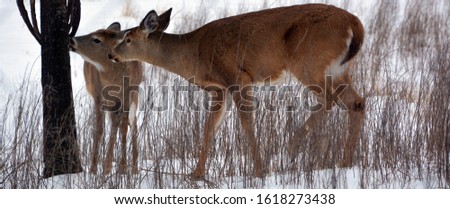 Deer are the ruminant mammals forming the family Cervidae. Species in the Cervidae family include White-tailed deer, Elk, Moose, Red Deer, Reindeer, Roe and Chital.