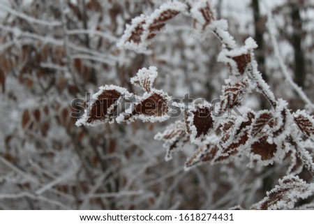 In the forest, brown oak leaves are covered with snow
