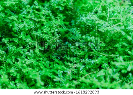 Green fooliage natural background. Tropical plant wallpaper