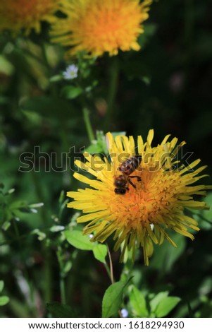 Yellow dandelions are blooming through the grass. And a bee is sitting. Out Focus picture.