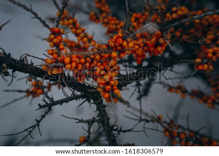 Hippophae rhamnoides, also known as sea-buckthorn is a species of flowering plant in the family Elaeagnaceae, native to the cold-temperate regions of Europe and Asia. It is a spiny deciduous shrub.