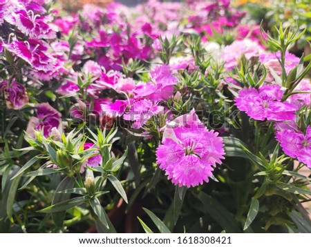 beautiful bright color petunia flower 