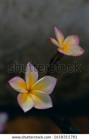 Plumeria flower pink yellow and white frangipani tropical flower, plumeria flower blooming on tree, spa flower

