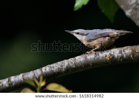 The Eurasian Nuthatch (Sitta europaea) is a small passerine found throughout temperate Europe and Asia. It belongs to the nuthatch family Sittidae.