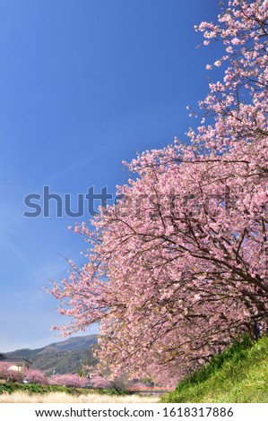 Cherry blossoms are the symbol of spring in Japan.
Spring in Japan is known for the blooming of cherry blossoms.
