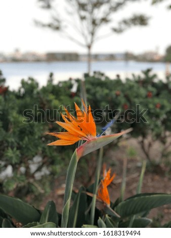 Picture of a beautiful orange flower near the sea