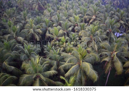 Goa Panaji India Palm Tree Jungle