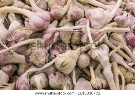 pile of Large garlic background. Garlics texture from the top view 
