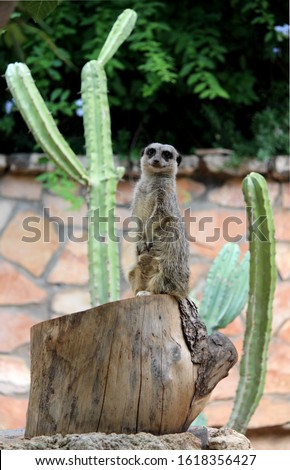 Portrait of Meerkat Suricata suricatta. Curious meerkat standing on the rock