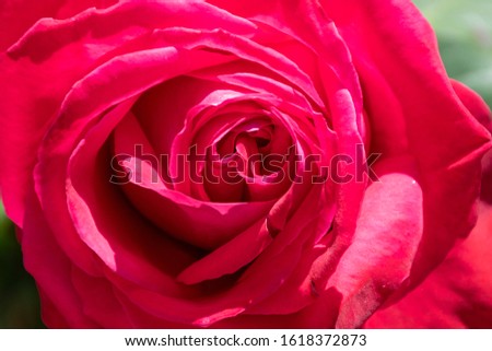 Natural Beautiful Red Rose in a Spring Garden, Red Rose Flower, Close-up Red Rose, Valentine roses