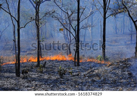 Forest fires.Global warming.Illegal forestry.Help take care of the forest.