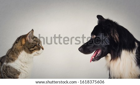The eternal duel between dog and cat for the title of the best pet. Kitten vs puppy rivalry, standing one in front another, isolated on grey wall. Leadership competition, opposition concept. Royalty-Free Stock Photo #1618375606