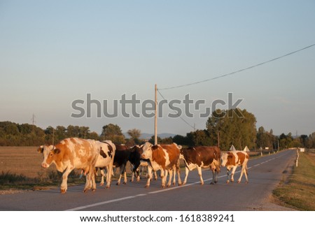 cows cross the asphalt road