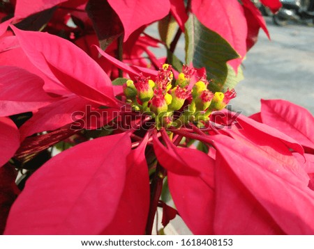 Christmas flower in the garden, red flowers are blooming, showing off the beauty of a natural background, ready for the holiday season.
