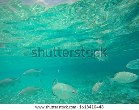 beautiful underwater sea and fish view in the spectacular maldives