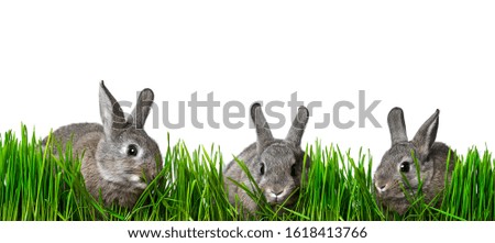 little brown rabbits eating grass