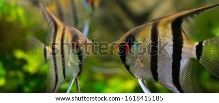 Angelfish Pterophyllum scalare in an aquarium