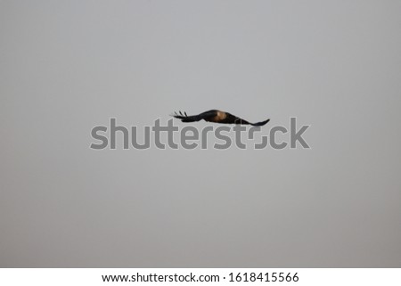 A Isolated Crow Is Flying For Food