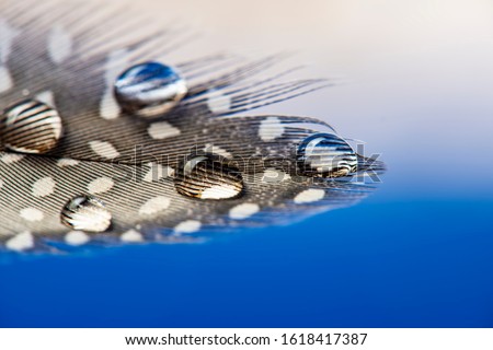 feather with water drop - macro photography