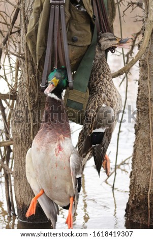 Duck Hunting, Mallard, Green Heads