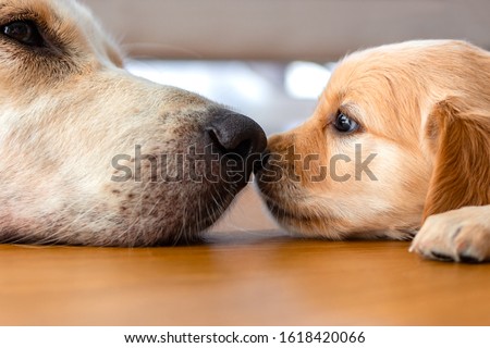 A golden retriever puppy laying on floor with its mother dog nose to nose. Royalty-Free Stock Photo #1618420066
