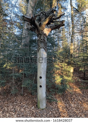 Face tree in black forest