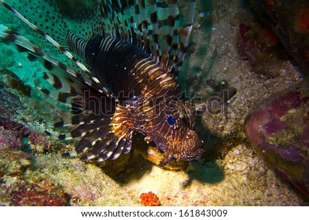Pterois also known as Lionfish