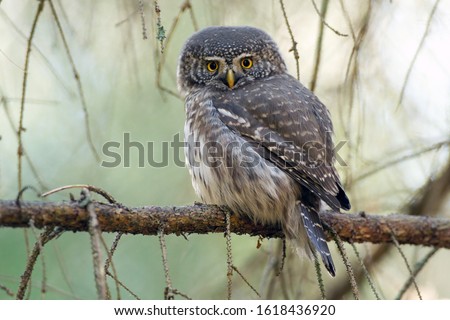 Eurasian Pygmy-Owl-The Eurasian Pygmy Owl, Glaucidium passerinum, is the smallest owl in Europe.