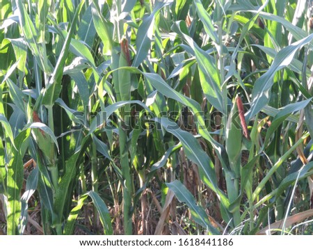 corn plant in the field under sun light, nature photo object