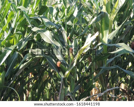 corn plant in the field under sun light, nature photo object