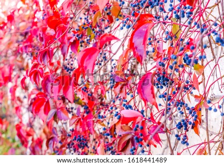 Blurred background of Virginia Creeper Seeds, Parthenocissus quinquefolia. Red ivy leaves and berries