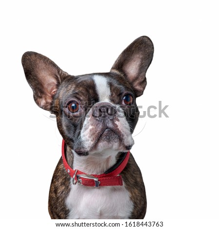 Portrait boston terrier pure breed soft grey background closeup
