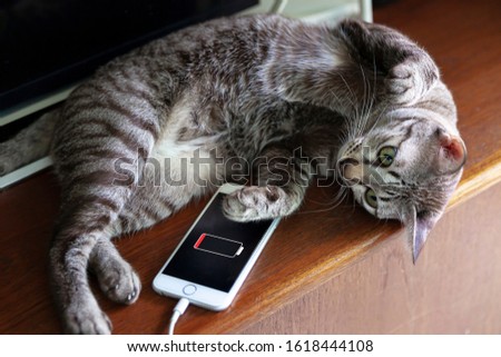 Cats waiting phone battery charging.Charging to maximize battery life
