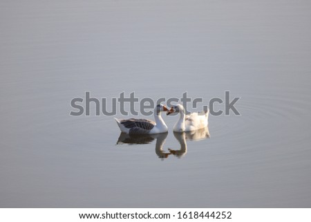 A Pair Happy Ducks Is Swimming Underwater