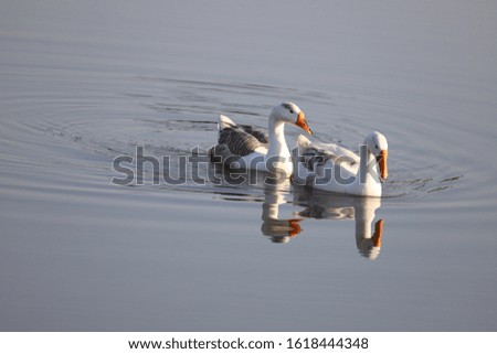 A Pair Happy Ducks Is Swimming Underwater