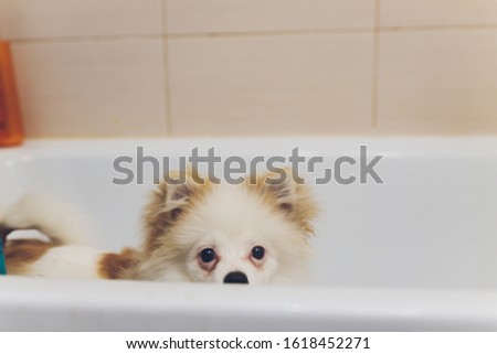 Pomiranian puppy dog washing in the bath.