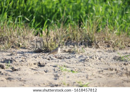 A Eurasian Skylark Bird Is Sitting On The Ground